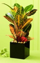 Croton Plant