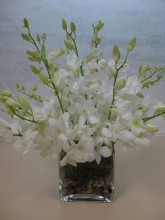 Dendrobium Square