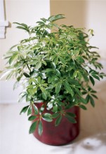 Schefflera Arboricola