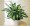 Spathiphyllum and Dieffenbachia