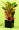 Croton Plant