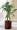 Corn Plant