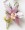 Pink Mink Corsage