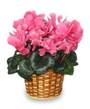 Cyclamen