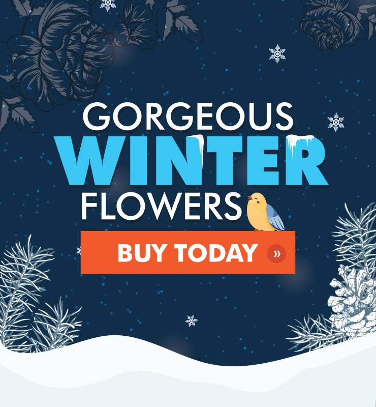 Northern Blvd Florist Winter Flowers